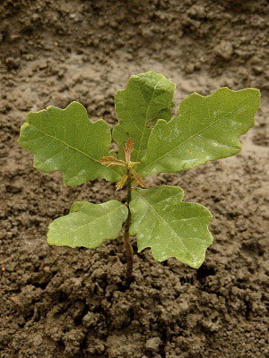 oak-seedling small