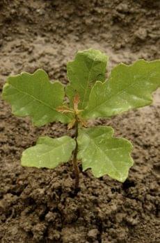 oak-seedling small